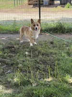 Opal, a female Pembroke Welsh Corgi for sale in South Whitley, IN – 2 of 4