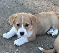 Sonny, a male Pembroke Welsh Corgi for sale in South Whitley, IN – 5 of 7