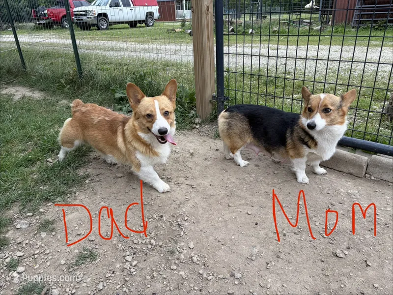 Cheyenne – Pembroke Welsh Corgi puppy for sale in South Whitley, IN