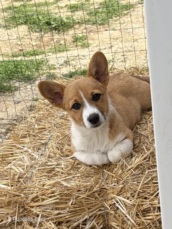Lily – Pembroke Welsh Corgi puppy for sale in South Whitley, IN
