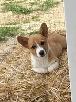Lily, a female Pembroke Welsh Corgi for sale in South Whitley, IN – 1 of 8