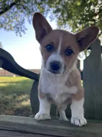 Lily, a female Pembroke Welsh Corgi for sale in South Whitley, IN – 7 of 8