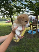 Charlie, a male Pembroke Welsh Corgi for sale in South Whitley, IN – 4 of 5