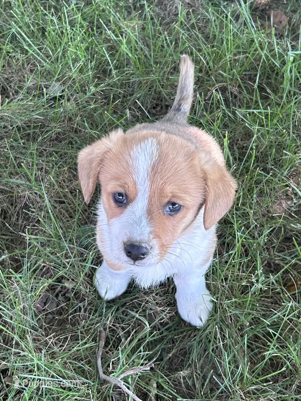 Bentley – Pembroke Welsh Corgi puppy for sale in South Whitley, IN