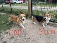 Italy, a female Pembroke Welsh Corgi for sale in South Whitley, IN – 2 of 3