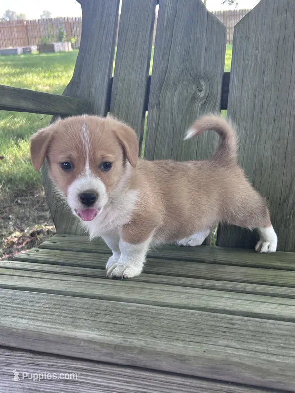 Sonny – Pembroke Welsh Corgi puppy for sale in South Whitley, IN