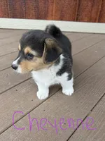 Cheyenne, a female Pembroke Welsh Corgi for sale in South Whitley, IN – 3 of 3