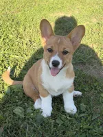 Opal, a female Pembroke Welsh Corgi for sale in South Whitley, IN – 1 of 7