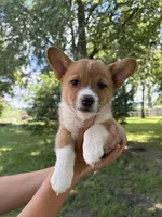 Opal, a female Pembroke Welsh Corgi for sale in South Whitley, IN – 3 of 4
