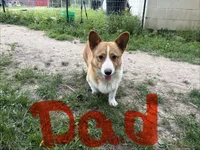 Opal, a female Pembroke Welsh Corgi for sale in South Whitley, IN – 4 of 4