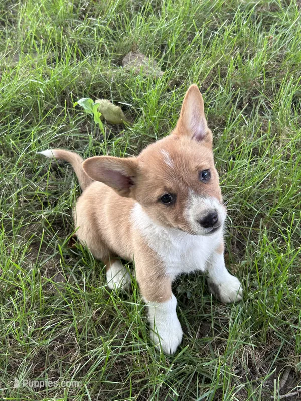 Opal – Pembroke Welsh Corgi puppy for sale in South Whitley, IN