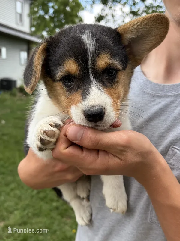 Italy – Pembroke Welsh Corgi puppy on hold in South Whitley, IN