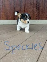 Speckles, a male Pembroke Welsh Corgi for sale in South Whitley, IN – 3 of 3