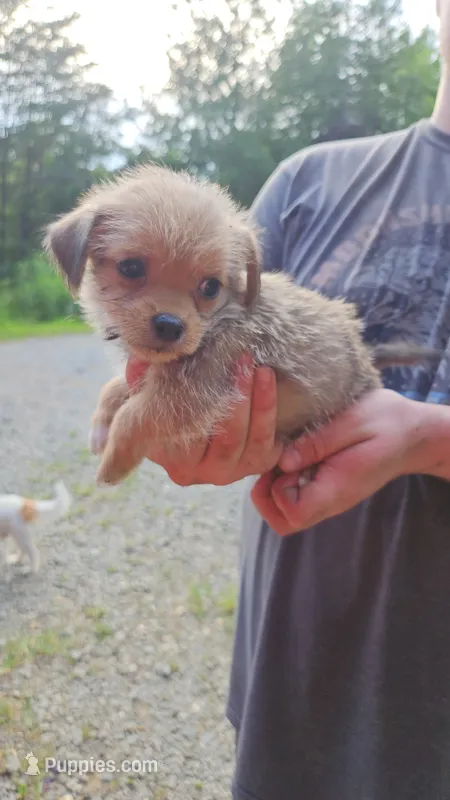 ShiChi Male 2 – Chihuahua, Shih Tzu puppy for sale in Elkin, NC