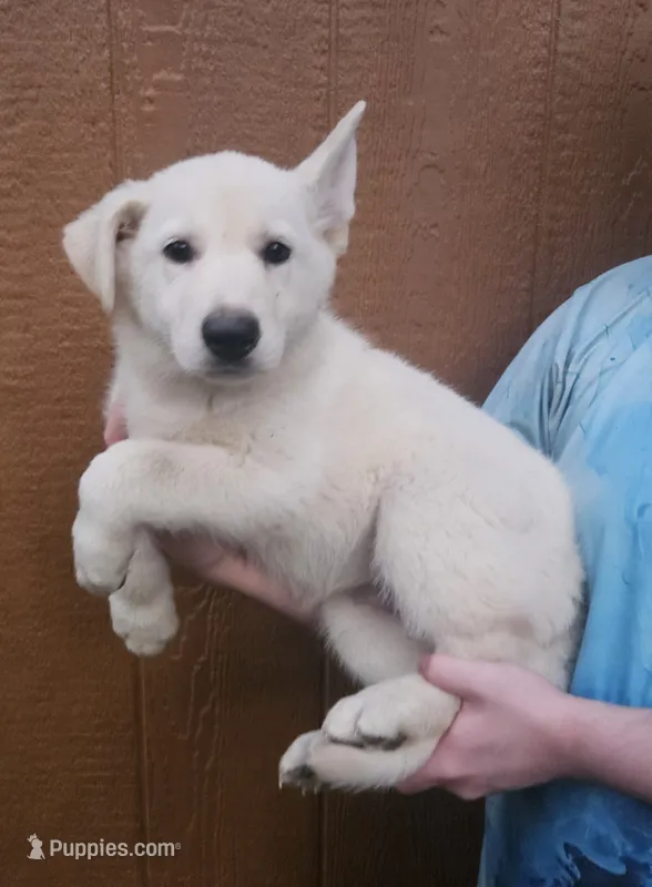 White German Shepherd Female  – German Shepherd Dog puppy for sale in Elkin, NC