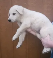 White German Shepherd Male, a male German Shepherd Dog for sale in Elkin, NC – 2 of 2