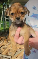 ShiChi Female 3 Runt, a female Chihuahua and Shih Tzu for sale in Elkin, NC – 2 of 5