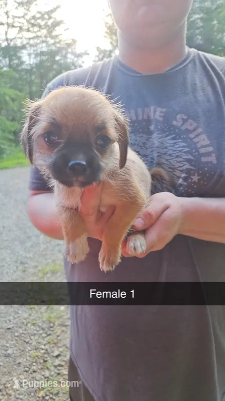 ShiChi Female 1 – Chihuahua, Shih Tzu puppy for sale in Elkin, NC