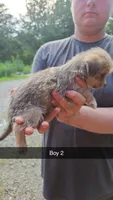 ShiChi Male 2, a male Chihuahua and Shih Tzu for sale in Elkin, NC – 2 of 2