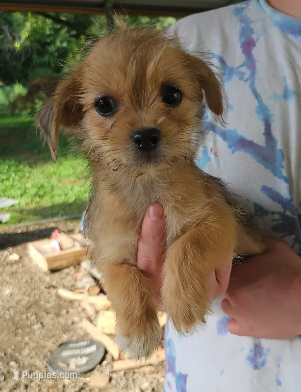 ShiChi Male 2 – Chihuahua, Shih Tzu puppy for sale in Elkin, NC
