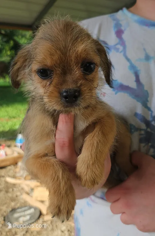 ShiChi Male 1 – Chihuahua, Shih Tzu puppy for sale in Elkin, NC