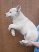 White German Shepherd Female , a female German Shepherd Dog for sale in Elkin, NC – 2 of 2