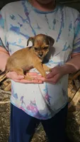ShiChi Female 3 Runt, a female Chihuahua and Shih Tzu for sale in Elkin, NC – 3 of 5