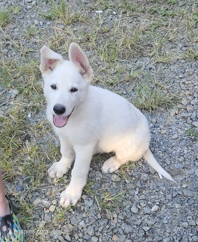 White German Shepherd Male – German Shepherd Dog puppy for sale in Elkin, NC