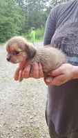 ShiChi Male 3, a male Chihuahua and Shih Tzu for sale in Elkin, NC – 2 of 2