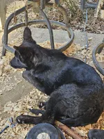 Chloe, a female German Shepherd Dog for sale in Elkin, NC – Photo 3 of 4