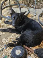 Chloe, a female German Shepherd Dog for sale in Elkin, NC – Photo 2 of 4
