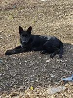 Chloe, a female German Shepherd Dog for sale in Elkin, NC – Photo 1 of 4