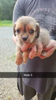 ShiChi Male 3, a male Chihuahua and Shih Tzu for sale in Elkin, NC – 1 of 2