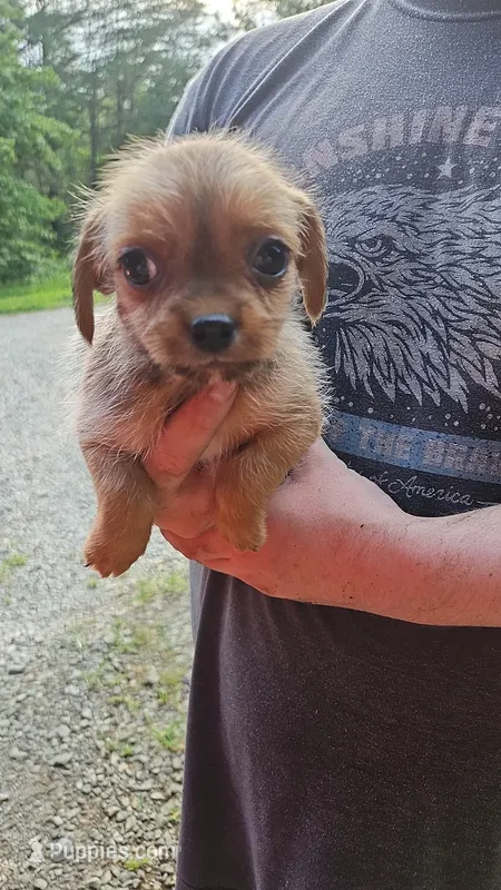 ShiChi Female 2 – Chihuahua, Shih Tzu puppy for sale in Elkin, NC