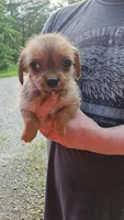 ShiChi Female 2, a female Chihuahua and Shih Tzu for sale in Elkin, NC – 1 of 2