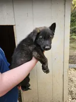 Silver sable brindle, a male German Shepherd Dog for sale in Elkin, NC – Photo 3 of 3