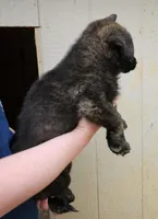 Silver sable brindle, a male German Shepherd Dog for sale in Elkin, NC – Photo 2 of 3