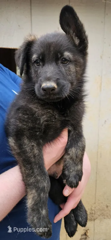 Silver sable brindle