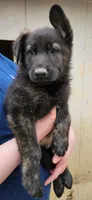 Silver sable brindle, a male German Shepherd Dog for sale in Elkin, NC – Photo 1 of 3