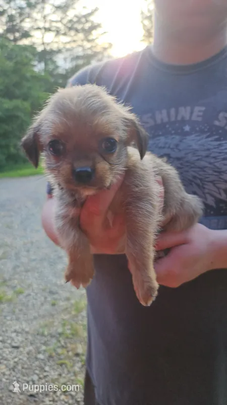 ShiChi Male 1 – Chihuahua, Shih Tzu puppy for sale in Elkin, NC
