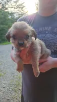 ShiChi Male 1, a male Chihuahua and Shih Tzu for sale in Elkin, NC – 1 of 2