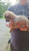 ShiChi Female 1, a female Chihuahua and Shih Tzu for sale in Elkin, NC – 2 of 2