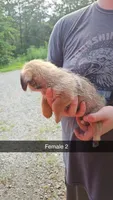 ShiChi Female 2, a female Chihuahua and Shih Tzu for sale in Elkin, NC – 2 of 2