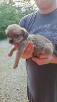 ShiChi Male 1, a male Chihuahua and Shih Tzu for sale in Elkin, NC – 2 of 2