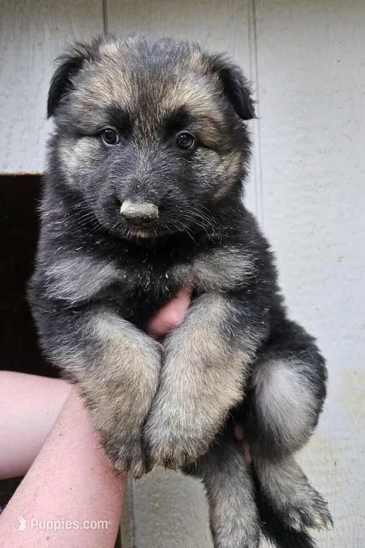 Red and black longhaired