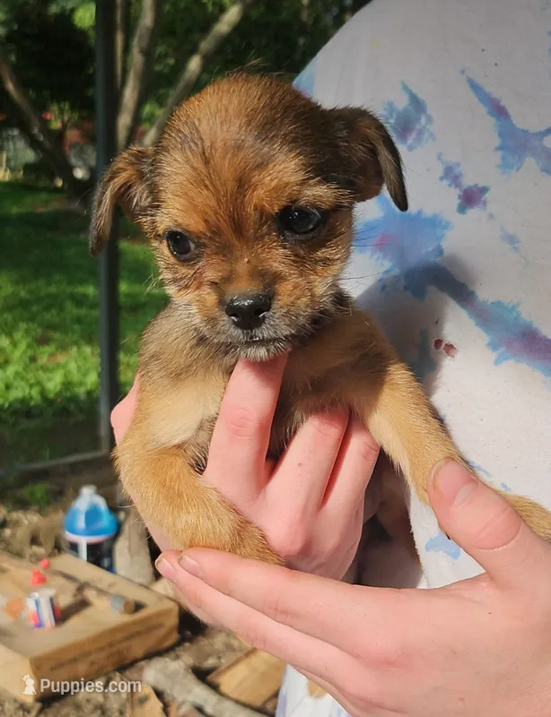 ShiChi Female 3 – Chihuahua, Shih Tzu puppy for sale in Elkin, NC
