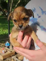 ShiChi Female 3 Runt, a female Chihuahua and Shih Tzu for sale in Elkin, NC – 1 of 5