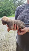 ShiChi Female 3, a female Chihuahua and Shih Tzu for sale in Elkin, NC – 2 of 2