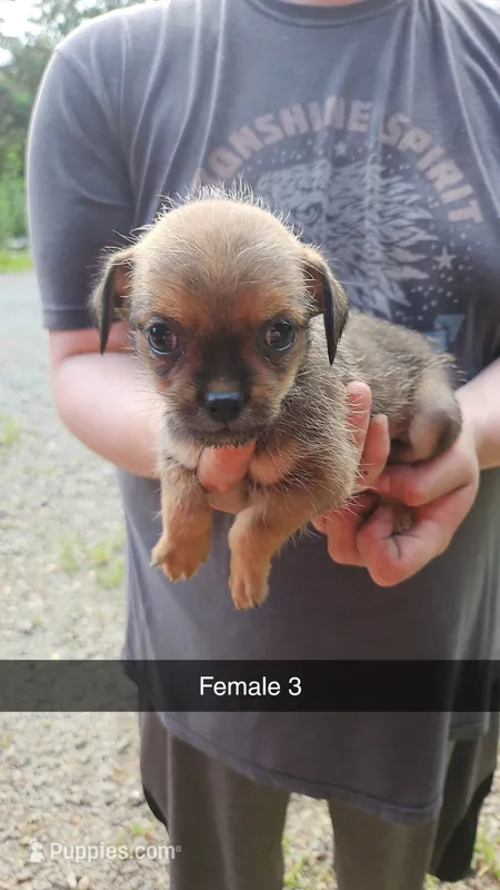 ShiChi Female 3 – Chihuahua, Shih Tzu puppy for sale in Elkin, NC