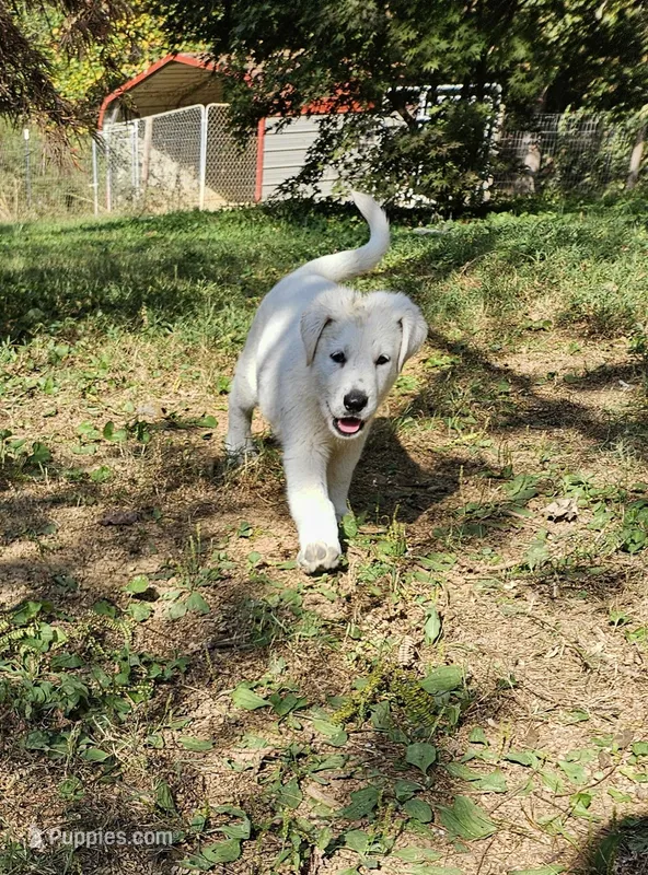 White German Shepherd Male 1